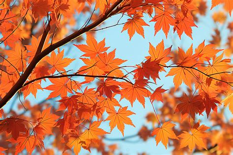 Red Maple Leaves In The Fall Time Background Autumn Season Tree