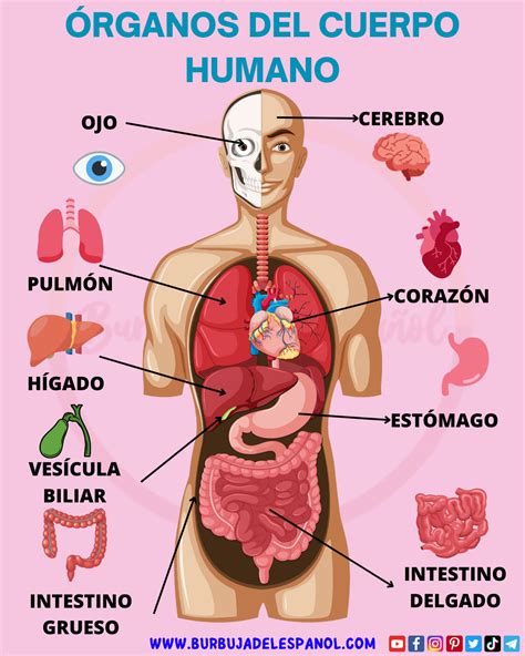 Órganos Del Cuerpo Humano En Español 🫁🇪🇸 Léxicoespañol