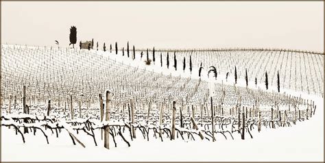 Tuscany Chianti Vineyards Italy Digital Art By Massimo Ripani Fine