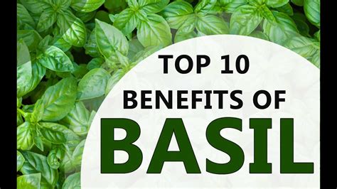 Top 10 Benefits Of Basil Amazing Health Benefits Of Basil Basil