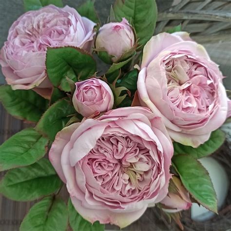 David Austin Cabbage Rose Juliet Rose Realistic Peony Rose Etsy