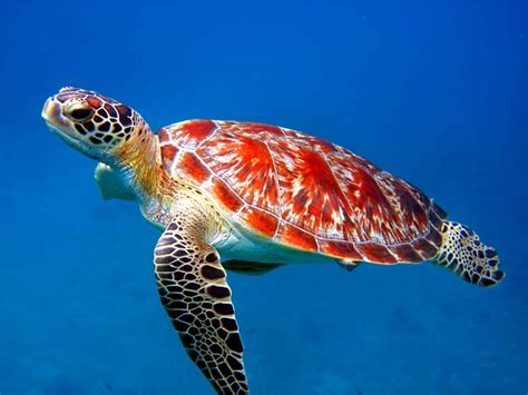 Top 27 Sea Animals Wallpapers In Hd