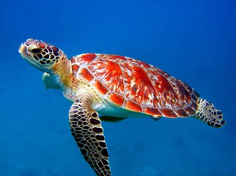 Sea Animal Turtle Free Wallpapers - Animals Wallpapers