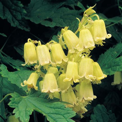 Flowering vine plants are so romantic that i think at least one should be in every garden. Clematis Vine Rehderiana | Clematis plants, Clematis ...