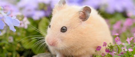 10 Incredible Syrian Hamster Facts