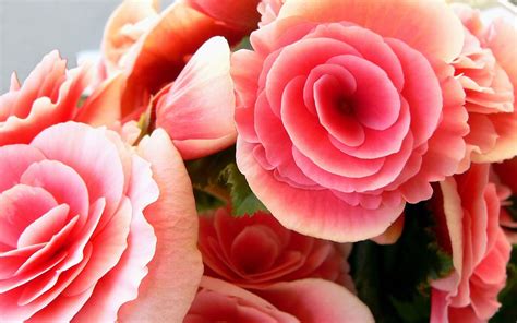 Pink flower desktop wallpapers and background images for all your devices. Pink Flower Desktop Wallpapers - Wallpaper Cave