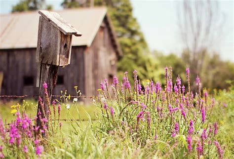 1080x2340px Free Download Hd Wallpaper Birdhouse And Flowers