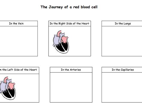 Red Blood Cell Journey Teaching Resources