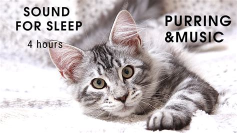 Relaxing Music Cat Purring Sounds For Sleeping YouTube
