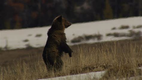 Hiker Killed By Grizzly Bear In Yellowstone National Park