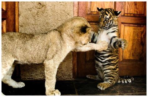 Lion Tiger Cubs Ukutula Lion Park And Lodge South Africa Bigcats