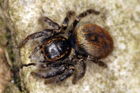 Jacen solo hielt sich einige exemplare als haustiere. Evarcha falcata / "Braune Springspinne" / Springspinnen ...