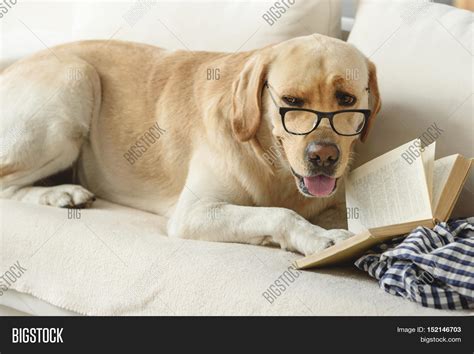 Ingenious Funny Dog Image And Photo Free Trial Bigstock