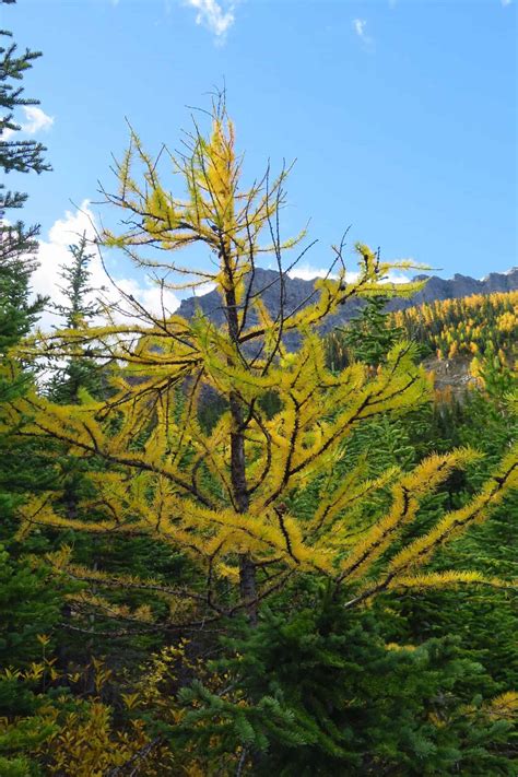 Pacific Northwest Plant Info Larch And Evergreen Trees In The Rockies