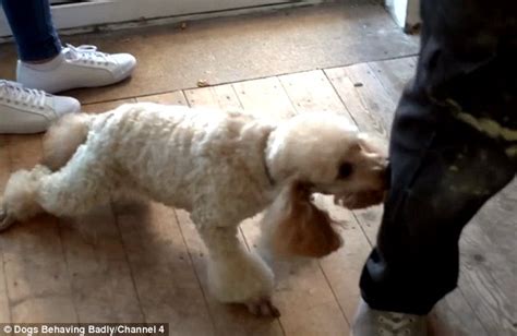 This means you take something away to make a behavior decrease. Dogs Behaving Badly: Poodle bites his owner's boyfriend ...