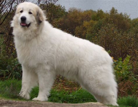 Great White Pyrenean Mountain Dog Roaming Friends Pinterest