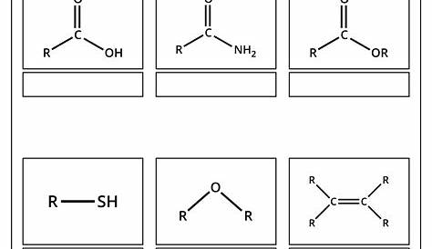 functional group worksheets