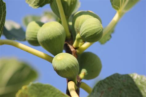 Fruit and cereal fiber—which is found in figs—protective against postmenopausal breast dried figs can simply be eaten, used in a recipe as is, or simmered for several minutes in water or fruit juice. Free Images - figs fruits fruit fig