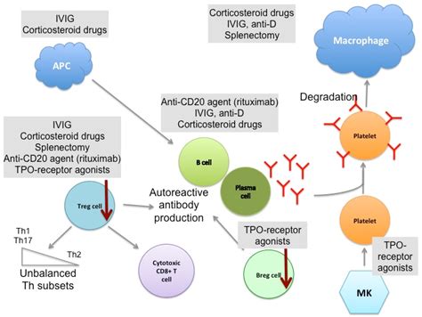 Jcm Free Full Text Pathogenesis And Therapeutic Mechanisms In