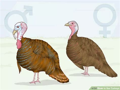 How To Sex Turkeys 10 Different Physical Signs Identifiers Artofit