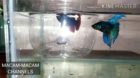 10 tips cara menjaga ikan laga dengan betul. Cara mengawan ikan laga - YouTube