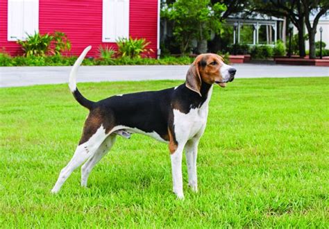 Treeing Walker Coonhound Dog Breed Profile Petfinder
