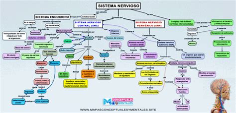 Mapas Conceptuales Del Sistema Nervioso Partes Y Funciones