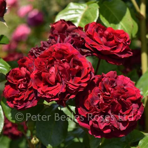 Highgrove Climbing Rose Peter Beales Roses The World Leaders In