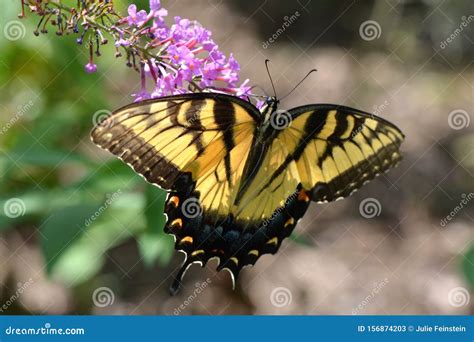 Tiger Swallowtail Butterfly Orientale Immagine Stock Immagine Di