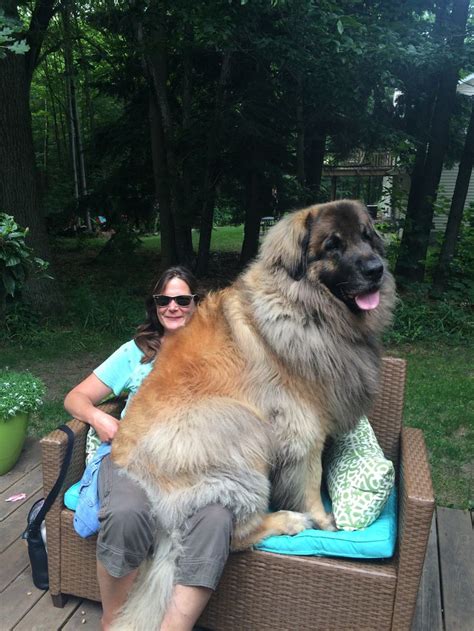 17 Best Images About All Things Leonberger On Pinterest