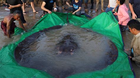 A Giant Stingray May Be The Worlds Largest Freshwater Fish The New