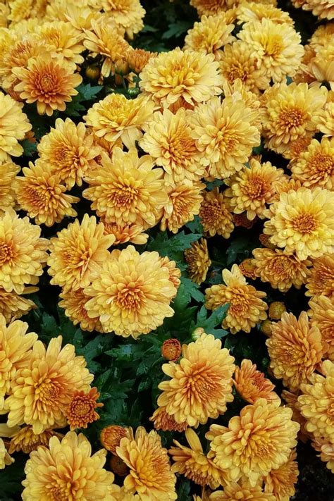 Peach pastel pink artists on tumblr digital art backgrounds gifs abstract art colorful pretty aesthetics design color aura gif colors pastel colors. (cred: dark_oxx) | Yellow flowers, Yellow aesthetic ...