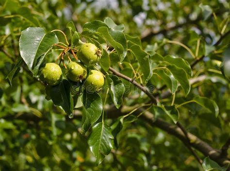 Wild Pear Tree Stock Photography Image 33510552