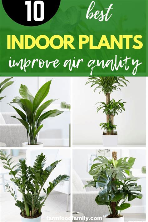 The Best Indoor Plants To Improve Air Quality