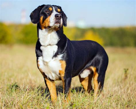 18 Unbelievable Facts About Entlebucher Mountain Dog