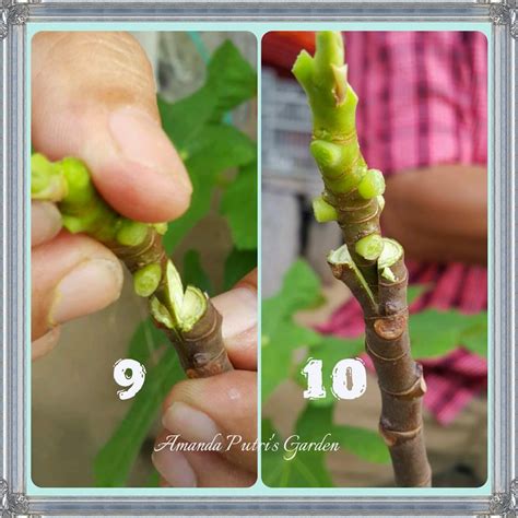 Di malaysia, cara yang biasa digunakan ialah dengan menyediakan anak pokok durian yang ditanam dari benih cantuman biasanya mengeluarkan hasil pada tahun ke enam selepas ditanam walaupun kadangkala ada pokok. Amanda Putri's Garden: Cantuman Baji Pokok Tin.