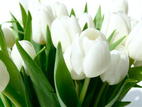White Tulips Hd White Tulips Beautiful Flowers Pretty Flowers