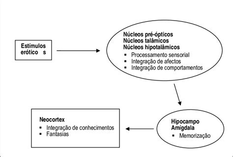 Sequ Ncia Dos Mecanismos Cerebrais Da Excita O Sexual A N Vel Dos Download Scientific Diagram