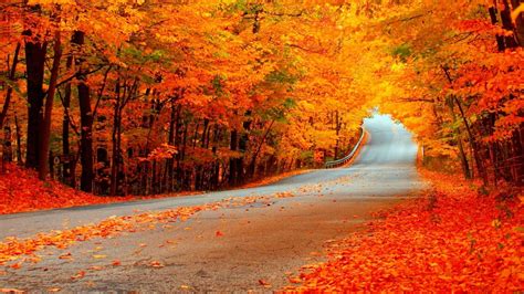 Autumn Road With Orange Trees Hd Wallpaper Background Image
