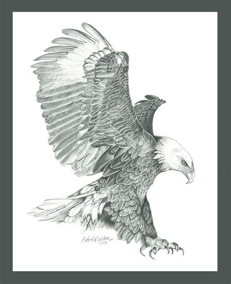 Bald Eagle In A Dive By Robert Wilson Eagle Drawing Bald Eagle Bald
