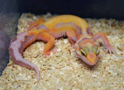We did not find results for: Baby Jungle Albino Leopard Geckos for sale