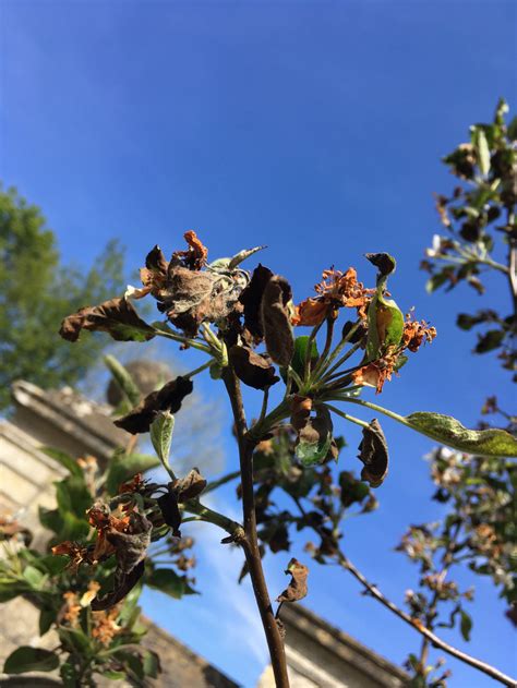 Crab Apple Leaves Turning Brown — Bbc Gardeners World Magazine