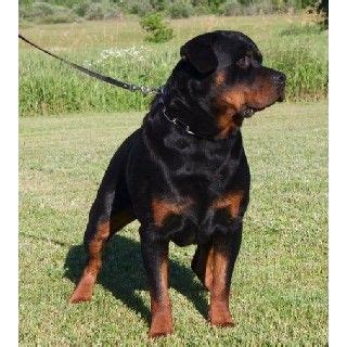 24,478 likes · 273 talking about this. Rottweiler Puppies Free to Good Home | Rottweiler puppies ...