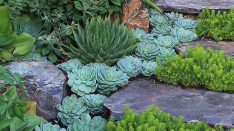 So, you have a small backyard with barely any space for a garden. 15+ Outdoor Succulent Garden Ideas On Budget