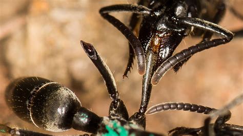 Watch These African Ants Treat Comrades Injured On The Field Of Battle