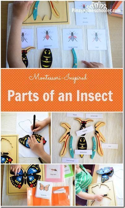Montessori Inspired Parts Of An Insect Insects Montessori Activities
