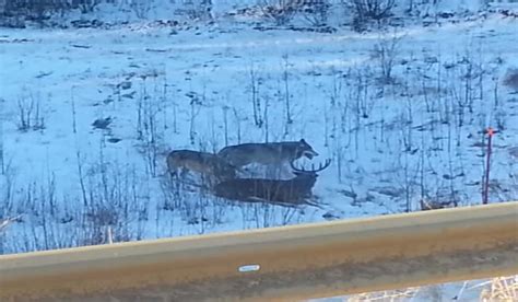 Video Wolves Attack Deer In Alberta Outdoorhub