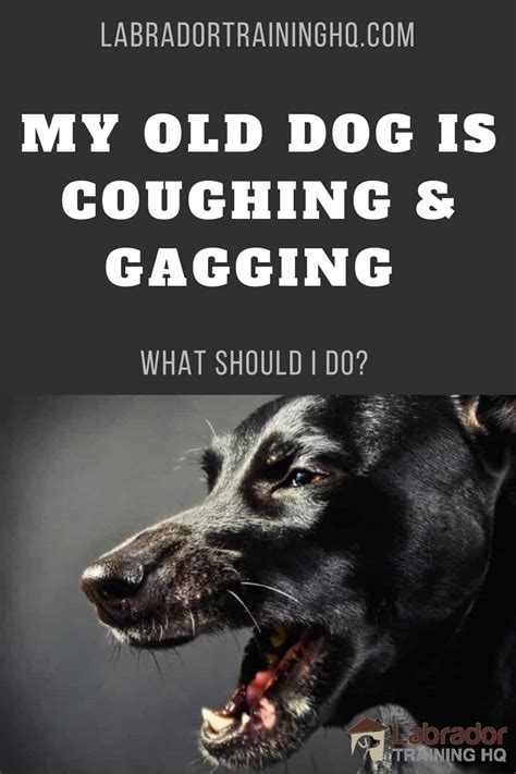 The bronchioles end in the small sacs called alveoli, where the barrier between the air and the blood is a thin membrane. What Does It Mean When Old Dogs Start Coughing And Gagging?