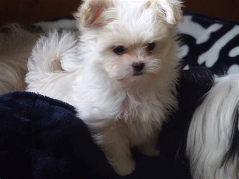 Their story fascinates fanciers, many of whom are obsessed with researching their rich heritage, while others are simply content to have discovered this remarkable rare breed and. Miki.com | Mi-Ki Puppies for Sale | Rare Gem Mi-Kis
