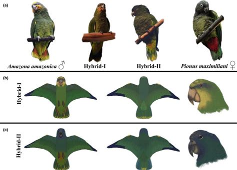 Some Hybrid Parrots Dont Care About The Boundaries Between Genera Avian Hybrids